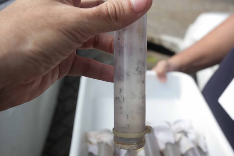 Niterói é a primeira cidade do país protegida 100% pelo método Wolbachia