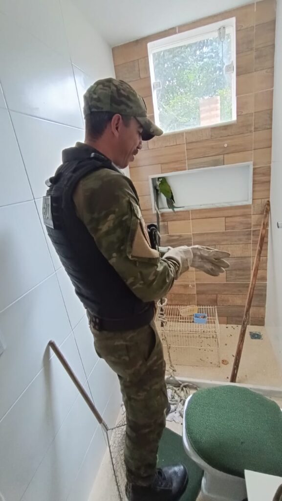 Arara vulnerável à extinção é resgatada em Itaipuaçu