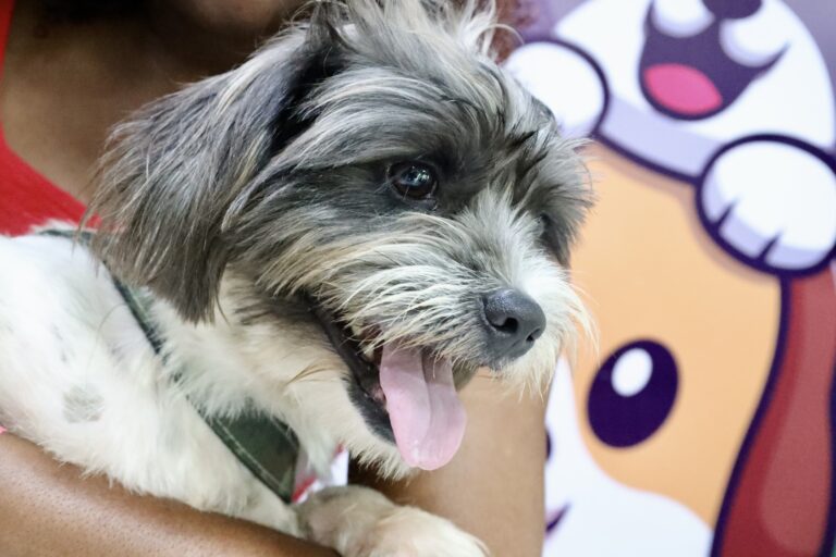 Prefeitura de Niterói realiza Ação Animal no Campo de São Bento