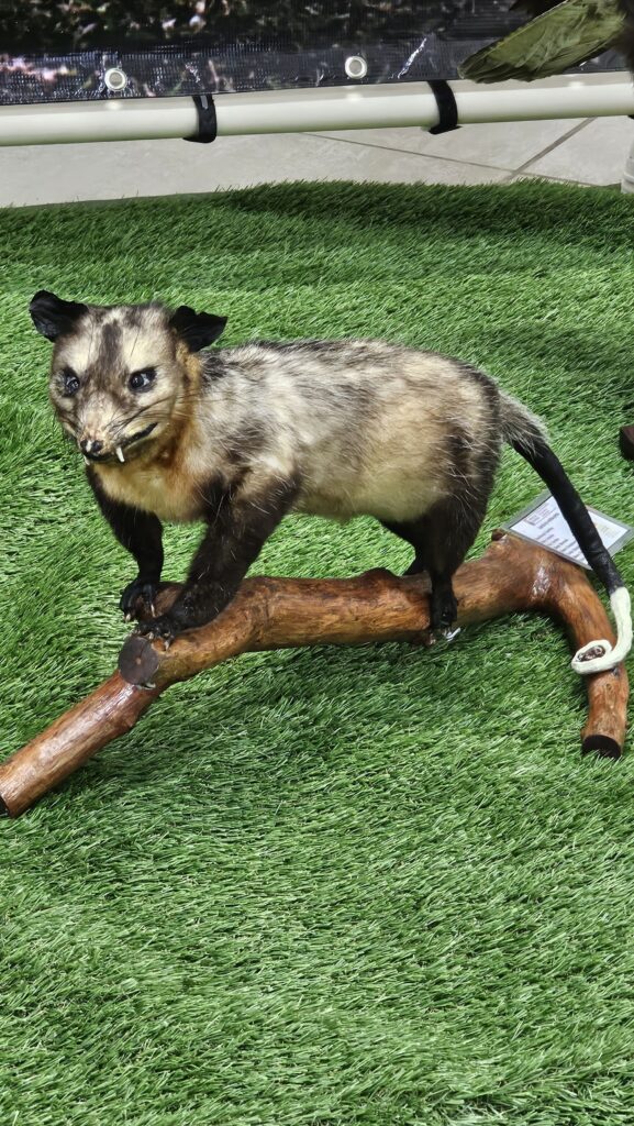 Secretaria de Meio Ambiente adquire acervo de animais taxidermizados para serem utilizados em projetos de Educação Ambiental