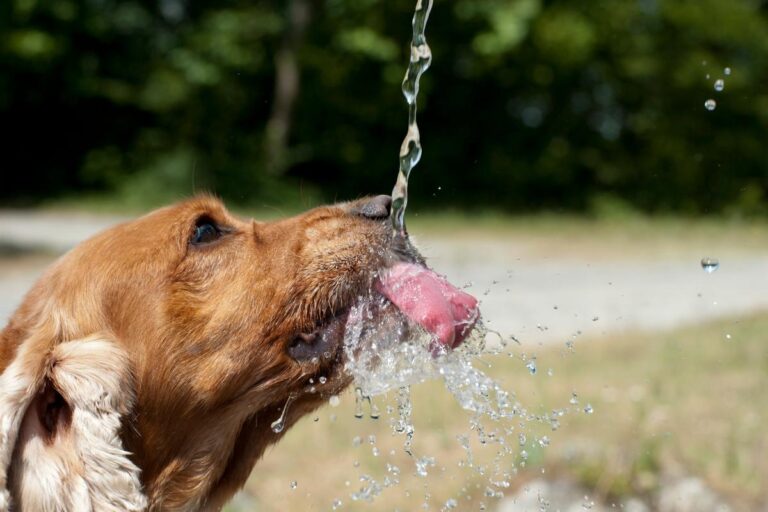 Agora é lei: bebedouros para animais deverão ser instalados em espaços públicos