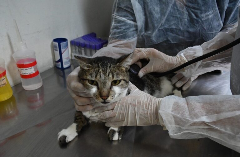 Niterói oferece 55 consultas no primeiro atendimento veterinário gratuito do ano