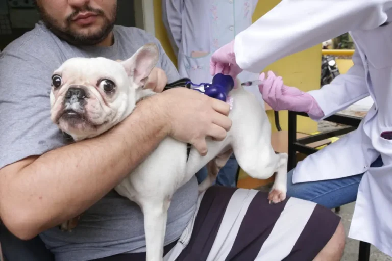 Niterói realiza Ação Animal no Barreto com vacinação, microchipagem e castração gratuita