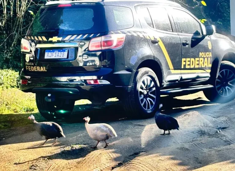 Polícia Federal encontra aves exóticas e animais silvestres em cativeiro durante operação em Niterói