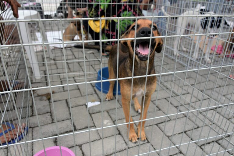 Campanha de adoção de cães e gatos acontece neste sábado em dois pontos de Maricá